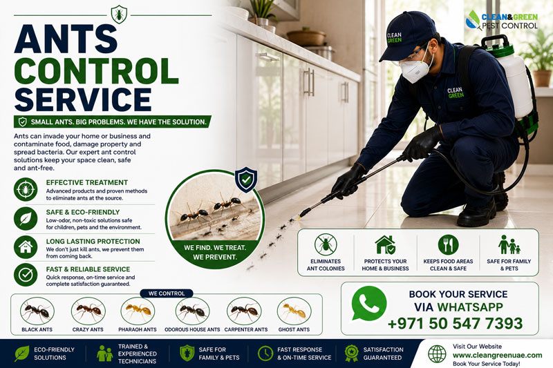 Ant bait applied along a skirting board in a Dubai kitchens
