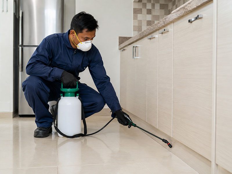 Pest Control Dubai treatment for homes and businesses